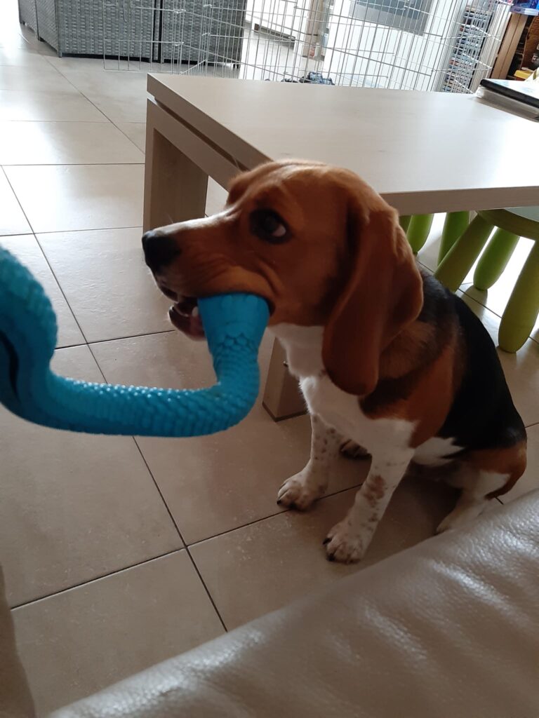 Beagle – Charly