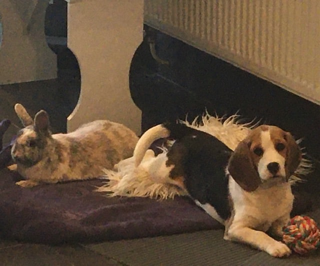 Beagle: Billie met Pim