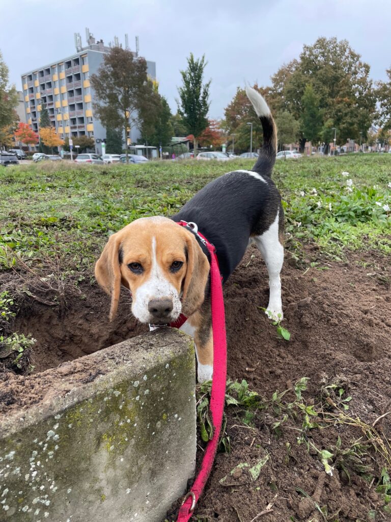 Zoë – Beagle